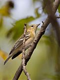 Bay-breasted Warbler