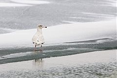 Glaucous Gull