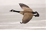 Canada Goose