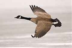 Canada Goose