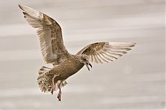 Iceland Gull