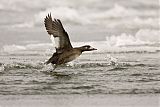 White-winged Scoter