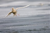 Glaucous Gullborder=