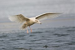 Glaucous Gull