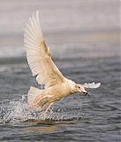 Glaucous Gullborder=