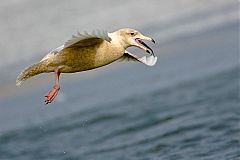 Glaucous Gull