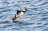 Bufflehead