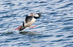 Bufflehead