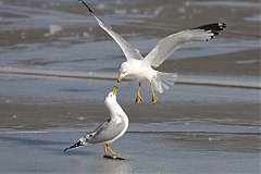 Ring-billed Gull