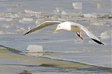 Herring Gull