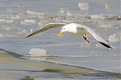 American Herring Gull