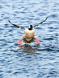 Bufflehead landing