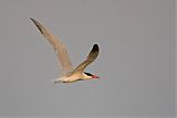 Caspian Tern