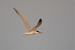 Caspian Tern