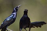 Great-tailed Grackle