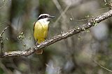 Great Kiskadee