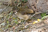 White-throated Thrush