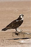 Osprey