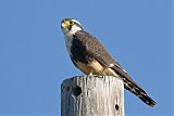 Aplomado Falcon