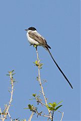 Fork-tailed Flycatcher