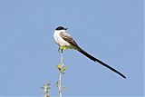 Fork-tailed Flycatcher