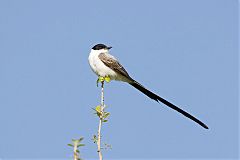 Fork-tailed Flycatcher