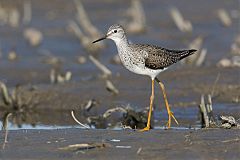 Lesser Yellowlegs