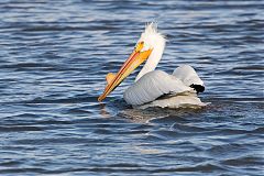 American White Pelican