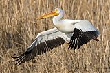 American White Pelican