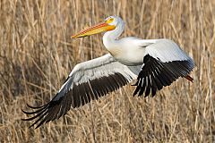 American White Pelican