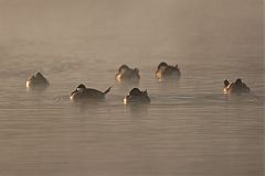 Ruddy Duck