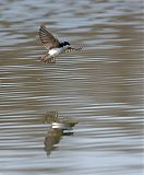 Tree Swallow