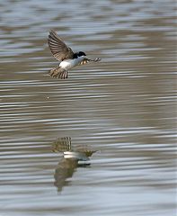 Tree Swallow