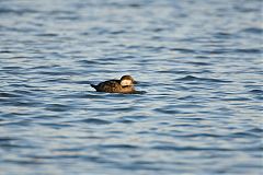 Black Scoter