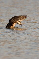 Black Scoter