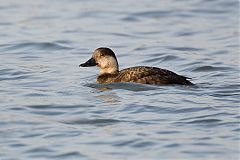 Black Scoter