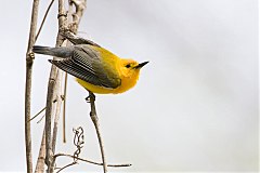 Prothonotary Warbler