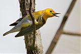 Prothonotary Warbler