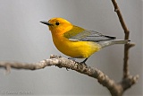 Prothonotary Warbler (male)