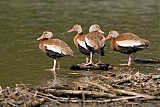 Black-bellied Whistling-Duck