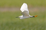 Snowy Egret