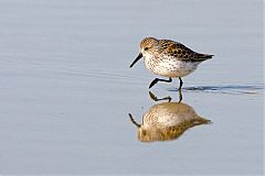 Western Sandpiper