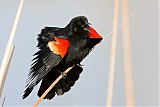 Red-winged Blackbirdborder=