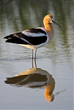 American Avocetborder=