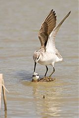 Wilson's Phalarope