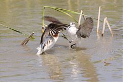 Wilson's Phalarope