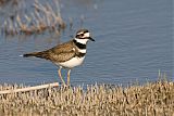 Killdeer