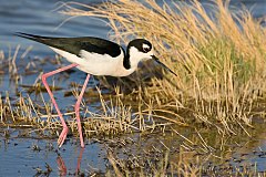 Black-necked Stilt