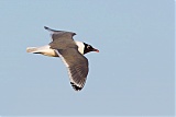 Franklin's Gull