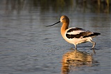 American Avocet